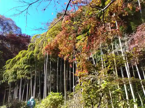 長壽寺（長寿寺）の自然