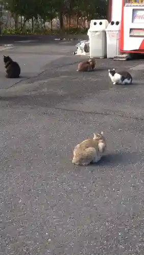 御誕生寺（猫寺）の動物