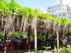 亀戸天神社の庭園