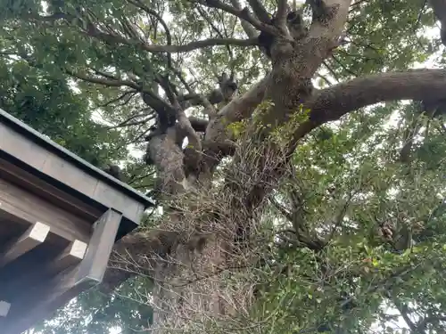 浅間神社 （久保）の自然
