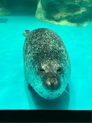 大洗磯前神社(茨城県)
