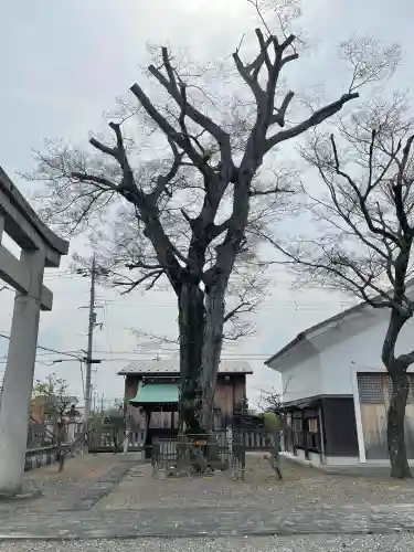 菅原神社の{uncategorized: "未分類", other: "その他", undefined: "問題あり", building: "その他建物", grave: "お墓", sacred_gate: "鳥居", guardian: "狛犬", statue: "像", buddha: "仏像", history: "歴史", nature: "自然", garden: "庭園", animal: "動物", pagoda: "塔", temizu: "手水舎", mountain_gate: "山門・神門", sanctuary: "本殿・本堂", subordinate: "末社・摂社", art: "芸術", scenery: "景色", jizo: "地蔵", ema: "絵馬", goshuin: "御朱印", omikuji: "おみくじ", items: "授与品その他", amulet: "お守り", goshuincho: "御朱印帳", eats: "食事", festival: "お祭り", votive_dance: "神楽", shichigosan: "七五三参", wedding: "結婚式", experience: "体験その他", initially: "初詣", around: "周辺", anti_infection: "感染症対策"}