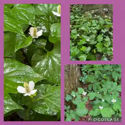 鹿島大神宮(福島県)