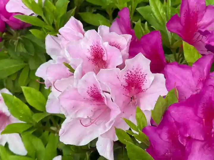 西方山極楽寺(岐阜県)