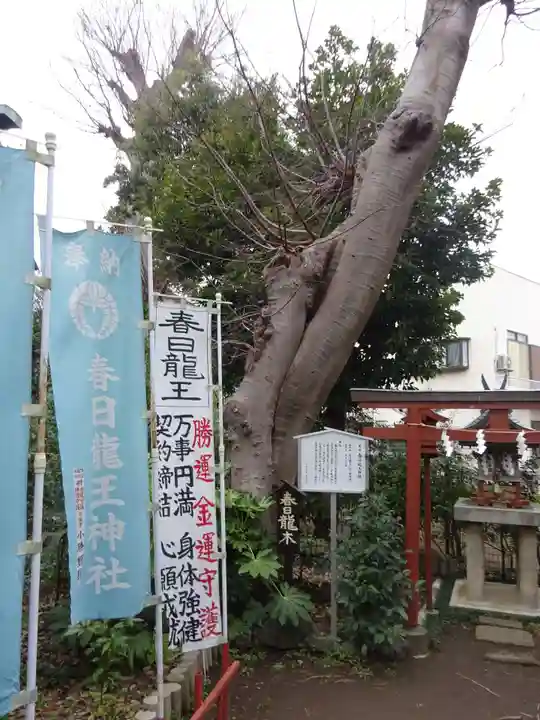 春日神社の自然