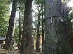 河口浅間神社の自然