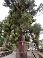 飛騨一宮水無神社(岐阜県)