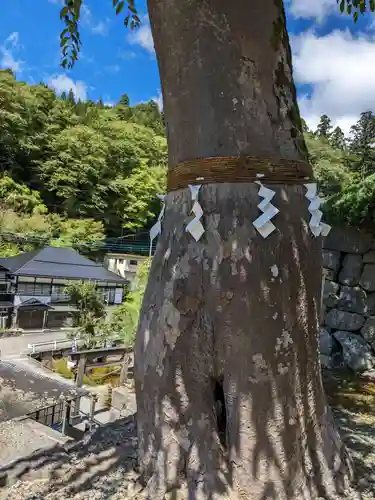 夫婦木神社の自然