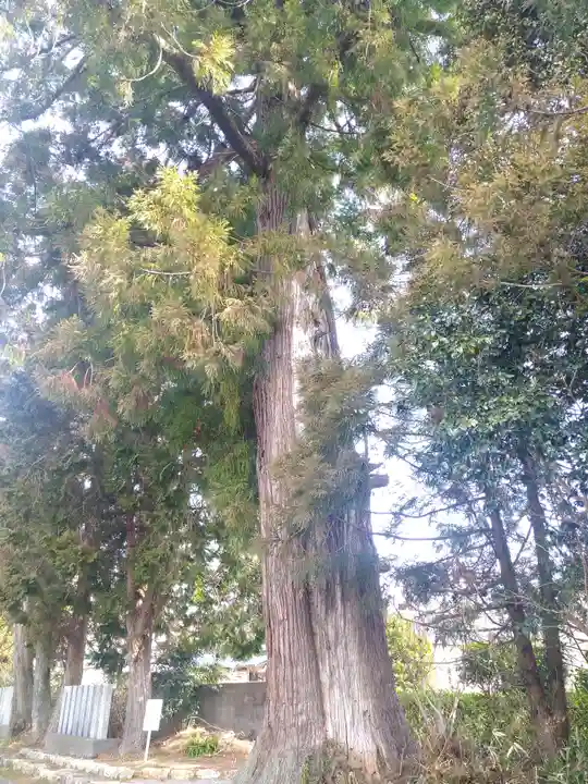 朝倉神社の自然