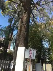 田無神社の自然