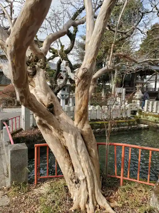 人丸神社(小中町)の自然