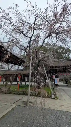 平野神社(京都府)