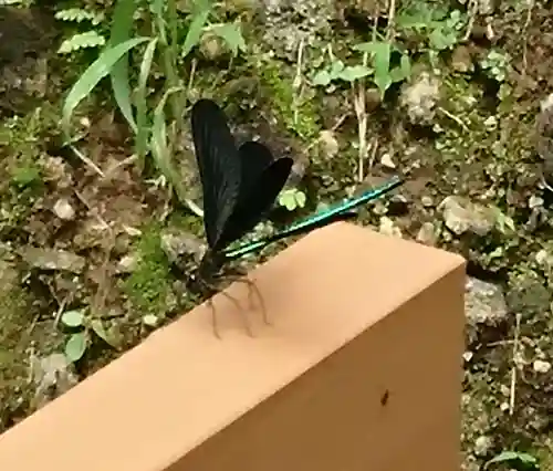 津森神宮の動物