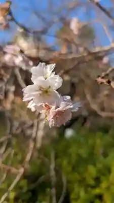 妙蓮寺(京都府)