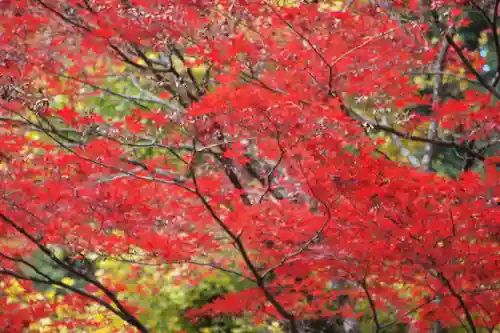 日光二荒山神社の景色