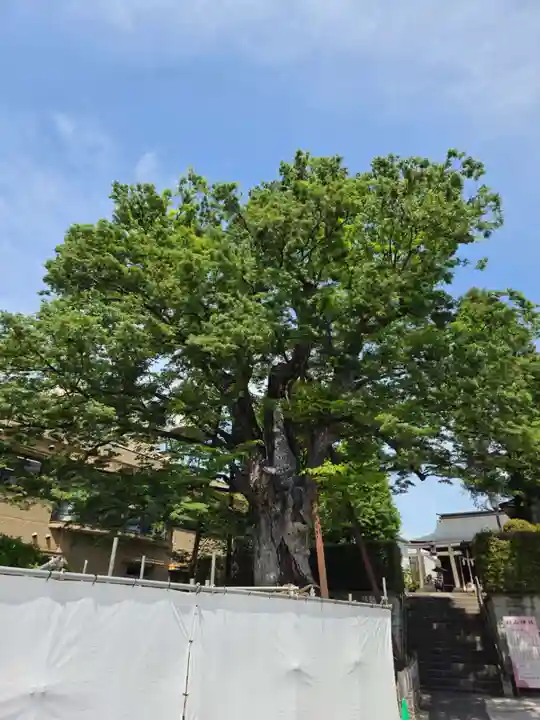 白山神社(東京都)