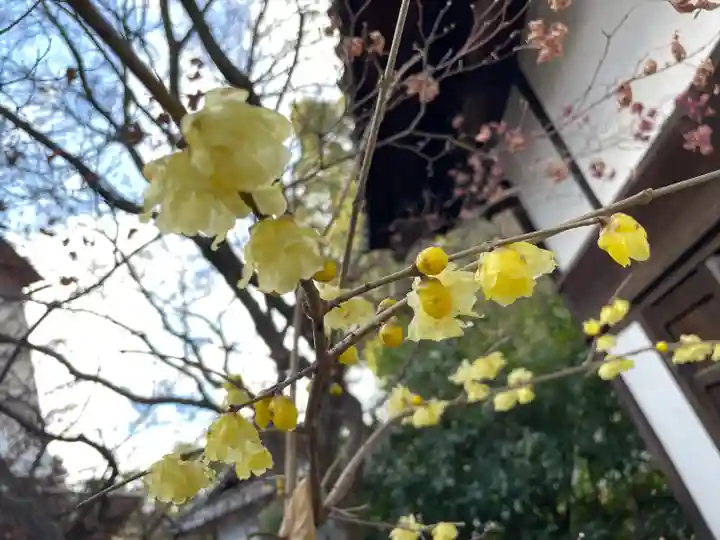 青蓮院門跡の自然