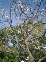 鶴岡八幡宮の自然