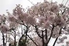 浅間神社の自然