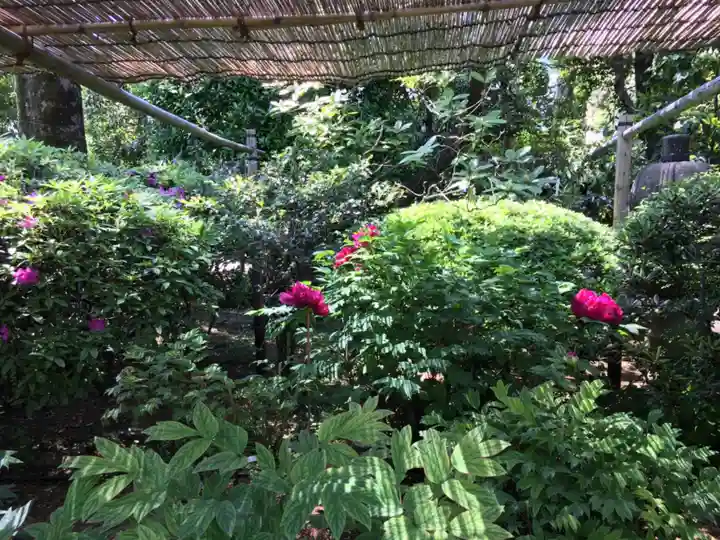 東長谷寺 薬王院の自然