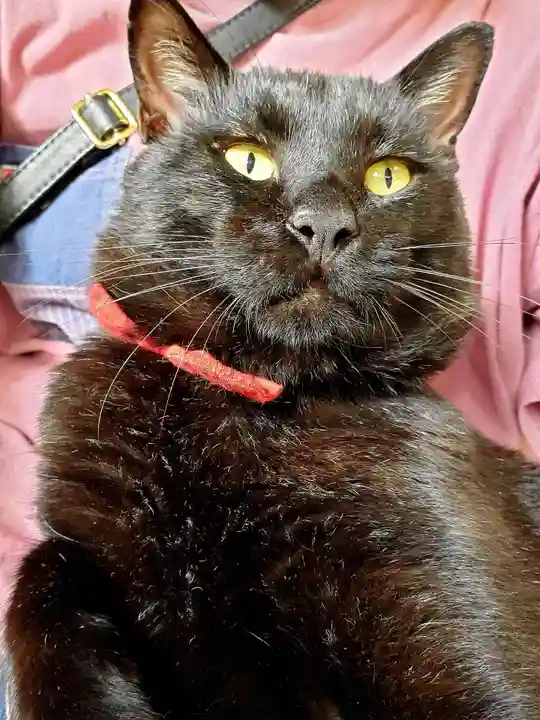 高司神社〜むすびの神の鎮まる社〜の動物