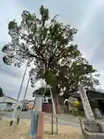 隠家の森の自然