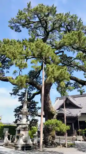 大慶寺(静岡県)