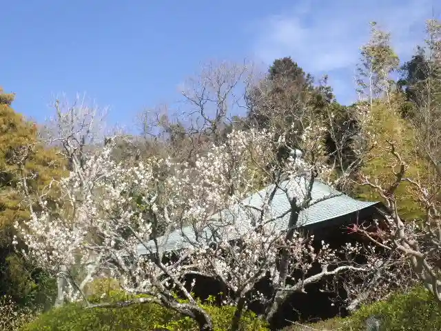 浄光明寺の自然