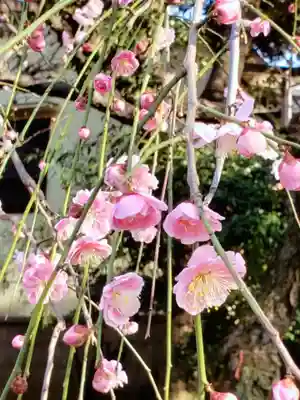 新井薬師（梅照院）(東京都)