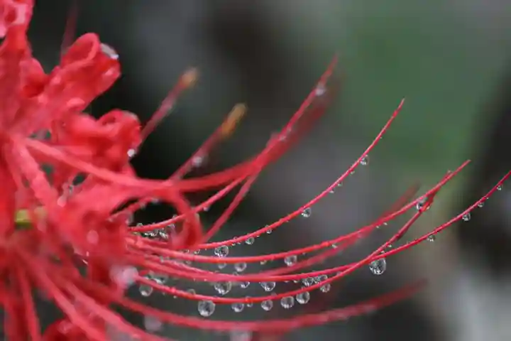 国宝 大法寺の自然