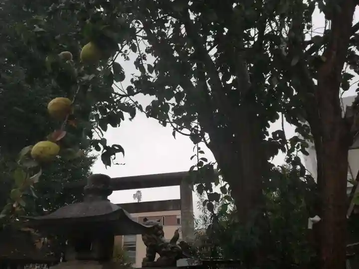 池袋御嶽神社の自然