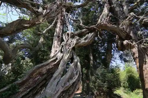 春日神社の自然