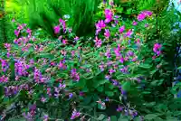 寿量山 速成寺の自然