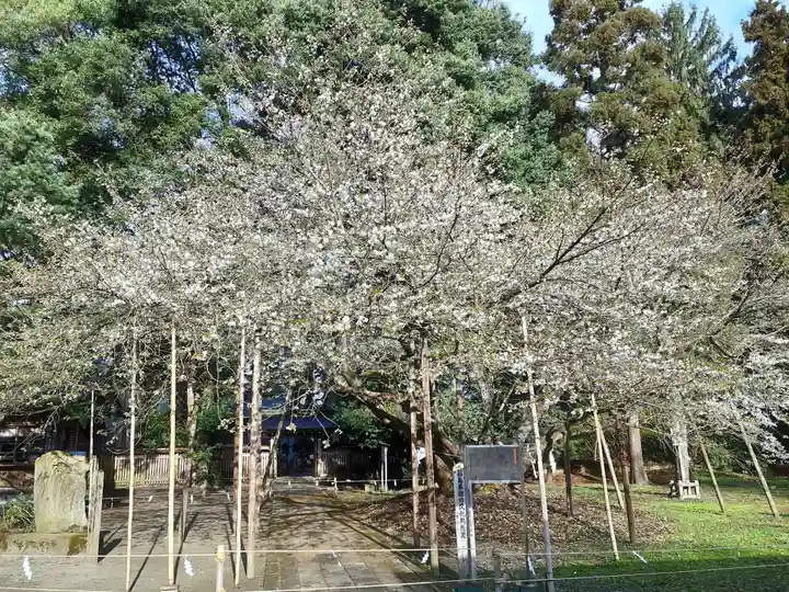伊佐須美神社の自然