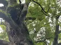 玉祖神社の自然