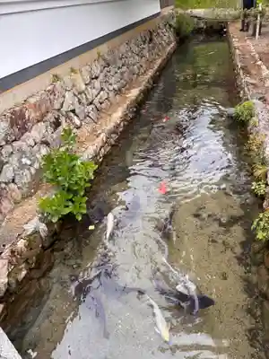 天台宗 五大山 白毫寺の動物