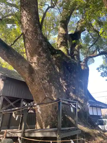 藤白神社の自然