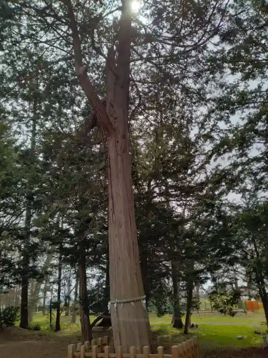 長沼神社の自然