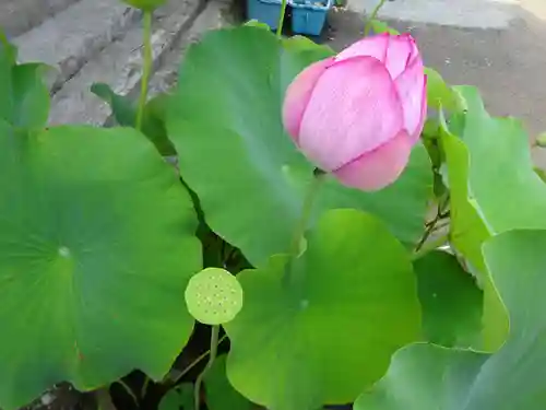 伊勢原 法泉寺の自然