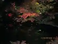 高台寺(高台寿聖禅寺・高臺寺)の自然