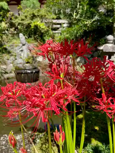 青龍山 吉祥寺の自然