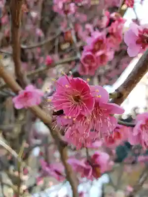 諏訪神社(東京都)