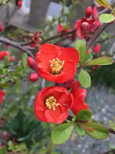 叶神社 (西叶神社)の自然