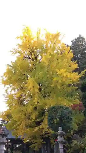 珍蔵寺　(山形県)