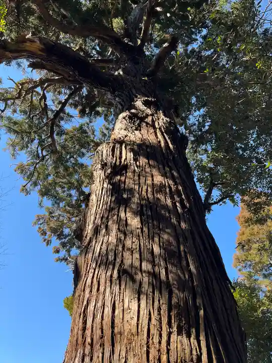 日吉神社(千葉県)