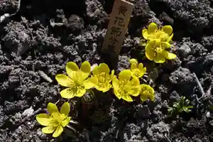 宝光寺の庭園(2022年04月06日(水) 10時01分08秒投稿)