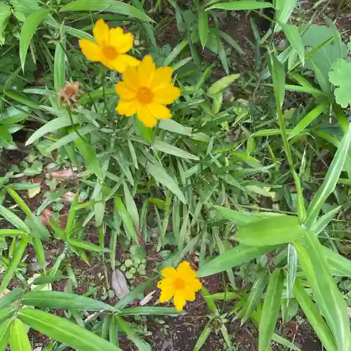 埼玉縣護國神社の自然