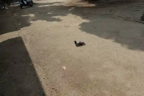 四天王寺の動物