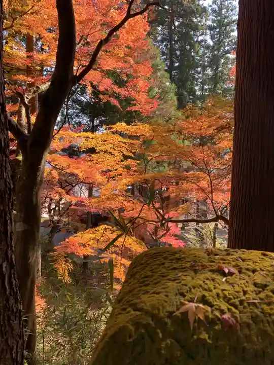 岡太神社の自然