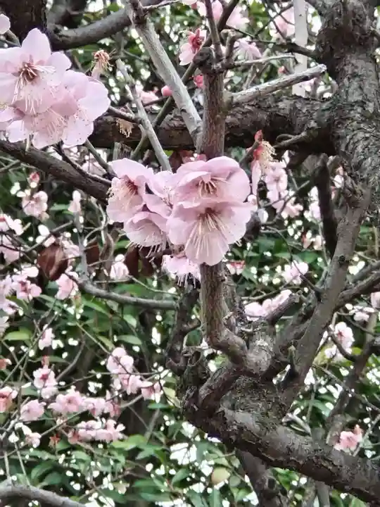 中野沼袋氷川神社(東京都)